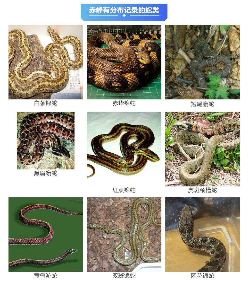 皇冠信用網在线开户_内蒙古赤峰有人拍到了“鸡脖子蛇”皇冠信用網在线开户，有毒！千万小心！