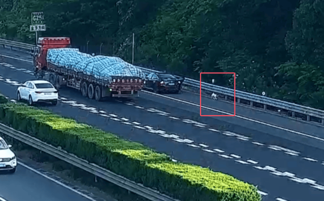 皇冠信用网会员开户申请_“拉屎拉得全车都是！”男子应急车道停车铲屎皇冠信用网会员开户申请，小狗差点闯祸，民警：罚