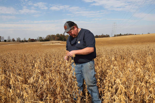 皇冠信用網在线开户_大豆玉米大丰收皇冠信用網在线开户，美国农民更欲哭无泪：中国一船都没买…