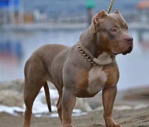 皇冠信用登2代理
_上海老太擅闯鱼塘摘粽叶皇冠信用登2代理
,被两条恶霸犬咬死,责任如何划分?